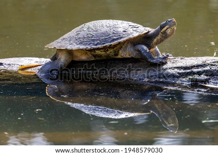Murray River Turtle basking on log Stock foto © 