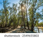 Murray River Windmill Sun Between Lagoon And River