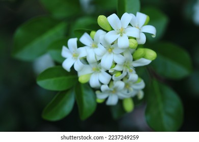 Murraya Paniculata (commonly known as orange jasmine,china box or mock orange) fragrant white flowers.The plant flowers throughout the year and produces small,flower clusters which attract butterfly. - Shutterstock ID 2237249259