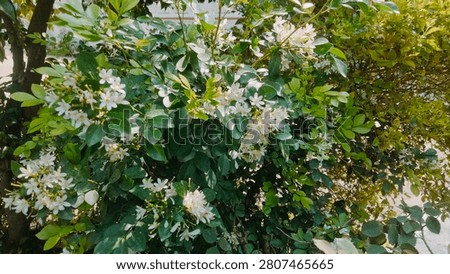 Murraya paniculata, commonly known as Orange Jasmine or Orange Jessamine