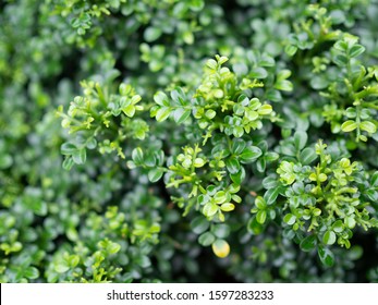Murraya Paniculata Dwarf High Res Stock Images Shutterstock