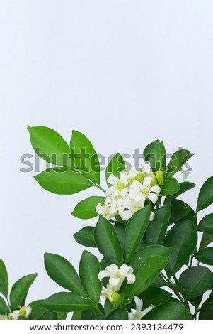 Murraya paniculata flower White background
