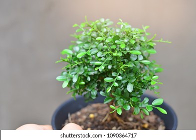 Murraya Paniculata Plant