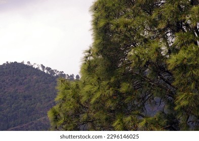 Murree Hills, a mountain resort town, located in the Galyat region of the Pir Panjal Range, Pakistan - Shutterstock ID 2296146025