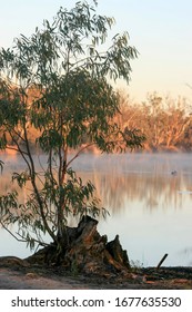 Murrumbidgee River Early In The Morning Near Wagga Wagga, NSW, Australia.