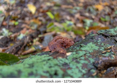 Murshrrom growing on mossy log - Shutterstock ID 1271040889