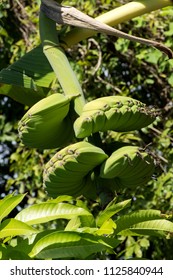 Musa (ABB Group) Banana Or ‘Thepanom’ Thai Name In The Garden.