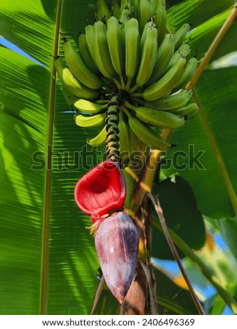Musa acuminata, a banana plant, features large, oblong leaves and produces sweet, elongated fruits. Native to Southeast Asia, it thrives in tropical climates.