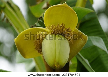 Musa basjoo, known variously as Japanese banana, Japanese fibre banana or hardy banana, is a species of flowering plant belonging to the banana family Musaceae.