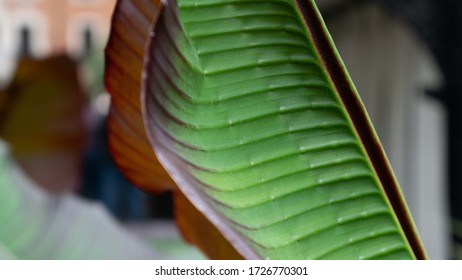 Musa Cavendish Dwarf Banana Foliage Soho Square