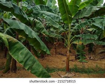 Musa acuminata 'Red Dacca' banana plants in a farm