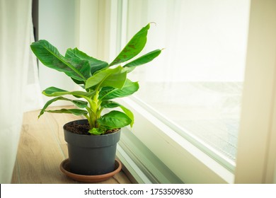 Musa Tropicana Dwarf Banana Plant, Isolated And Located Near A Big Window. Vertical Shot.