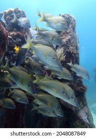 MUSA Underwater Museum Of Isla Mujeres, Cancun, Mexico