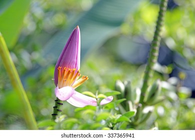 Fleur De Bananier Images Stock Photos Vectors Shutterstock