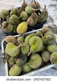 Durian musang king gambar Pesaing baru