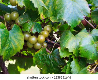 Muscadine Green Grapes Growing On A Vine