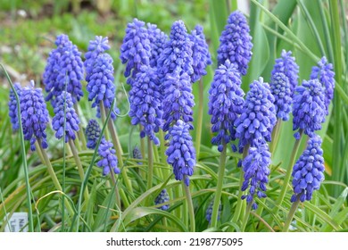Muscari armeniacum 'Artist' is a Grape Hyacinth with blue flowers