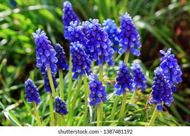 A muscari armeniacum flower or commonly known as grape hyacinth in spring garden - Powered by Shutterstock