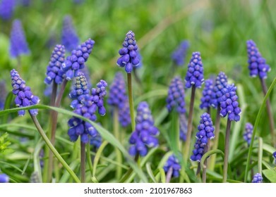Muscari armeniacum ornamental springtime flowers in bloom, Armenian grape hyacinth flowering blue plants in the garden and green leaves