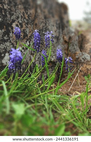Muscari armeniacum ornamental springtime flowers in bloom, Armenian grape hyacinth flowering blue plants in spring time garden