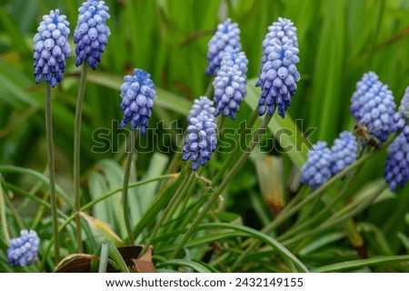 Muscari armeniacum Valerie Finnish ornamental springtime flowers in bloom, Armenian grape hyacinth flowering blue plants in the garden and green leaves