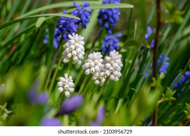Muscari aucheri grape hyacinth white magic album in bloom, ornamental cultivated flowering springtime bulbous plants in sunlight