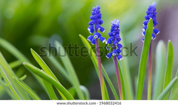 Muscari. Bell-shaped blue flowers, with a\
white fringe, of Muscari armeniacum surrounded by green basal\
leaves, close up. Known as Armenian grape hyacinth or garden\
grape-hyacinth,\
Asparagaceae.