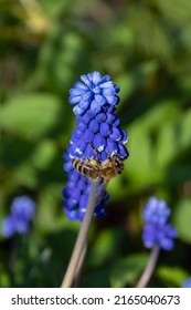 Muscari blue flowers, rich color, close up, with bee.Very beautiful flowers of deep blue color. Muscari is a genus of perennial bulbous plants native, most commonly blue, urn-shaped flowers resembling
