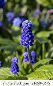 Muscari blue flowers, rich color, close up, with bee.Very beautiful flowers of deep blue color. Muscari is a genus of perennial bulbous plants native, most commonly blue, urn-shaped flowers resembling