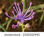 Muscari Comosum,purple flower macro,named Leopoldia comosa too.Botanically it belongs to the family of liliaceae(lilies),Italian endemic plant.It produces tiny edible bitter onion,delicious if roasted