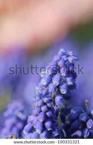 Similar – Lavender, blossom Summer