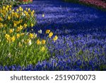 Muscari flowers (Muscari armeniacum) and Narcissus jonquilla, rush narcis in Keukenhof flower garden, Lisse, Netherlands