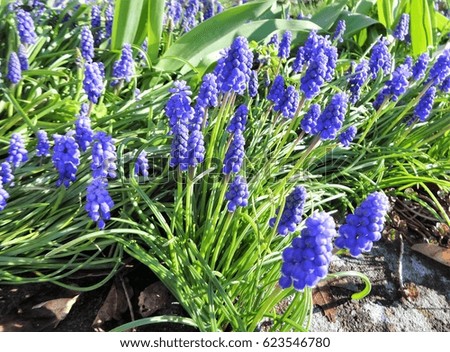 Muscari flowers bloom in early spring garden after a long cold winter