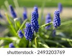 muscari Lindsay field with grass as background.