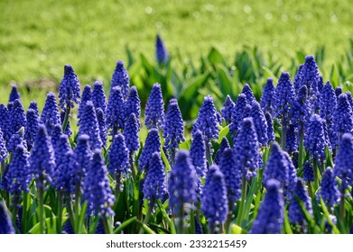 muscari Lindsay field with grass as background