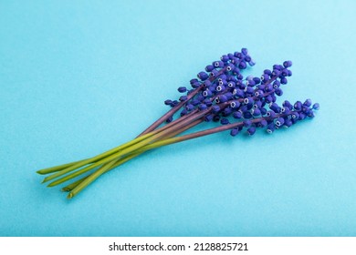 Muscari Or Murine Hyacinth Flowers On Blue Pastel Background. Side View, Close Up, Still Life. Beauty, Spring, Summer Concept. Viper Bow.