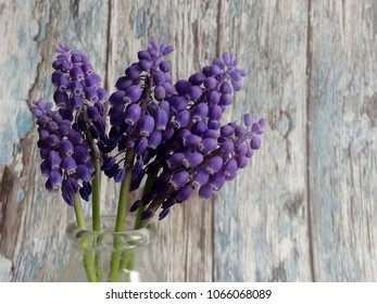 Muscari on a vintage wooden background