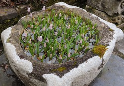 Muscari 'Pink Sunrise' (Grape Hyacinth) In A Planter In A Country Cottage Garden, Devon, England, UK