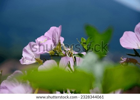 Muscat flower buds with pink green flower background