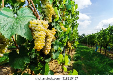 Muscat Grape Bunch On The Sun, Vine Harvest, France