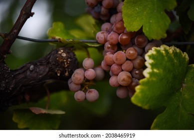 Muscat grapes in serbian countryside - Shutterstock ID 2038465919