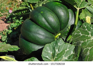 Muscat Pumpkin Cucurbita Moschata Germany Stock Photo 1517328218 ...