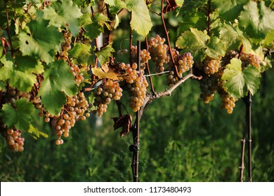 Muscatel Grapes In The Vineyard Bevor Harvest