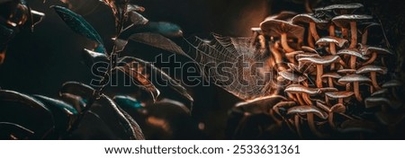 Similar – Image, Stock Photo closeup of trunk stumps of a phytolacca dioica in nature with abstract forms