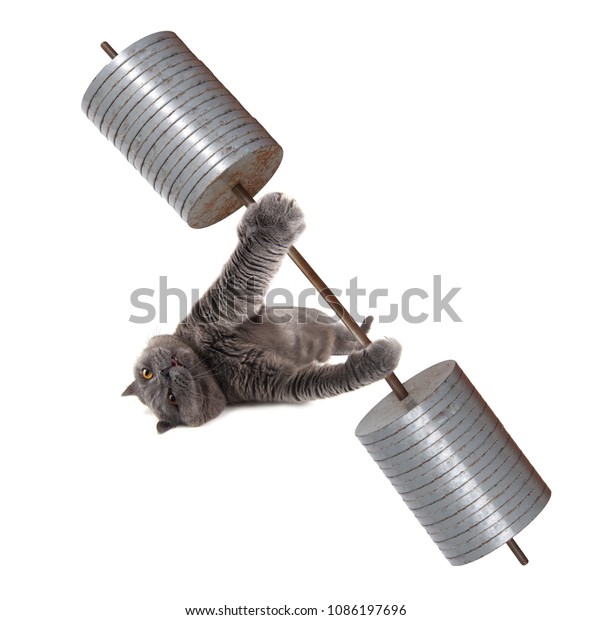 Muscle Bodybuilder Cat Lifting Huge Barbell Stock Photo Edit Now