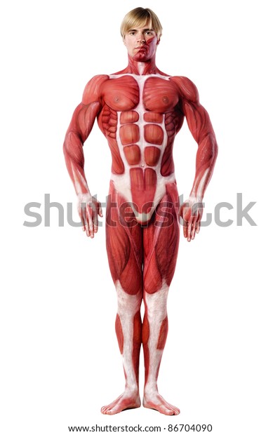 Muscle Man Front View Anatomy Bodyart Stock Photo Edit Now