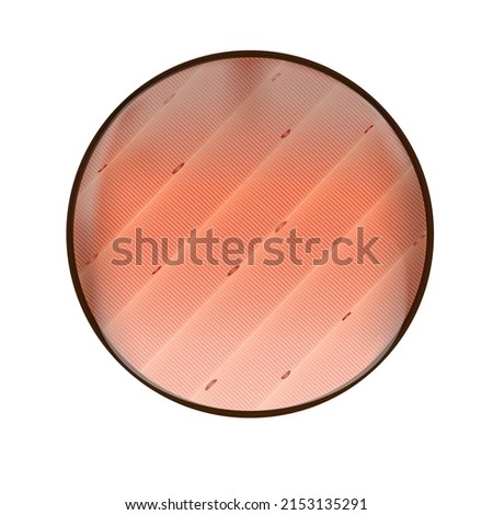 Muscle tissue under a microscope, histology, vector illustration