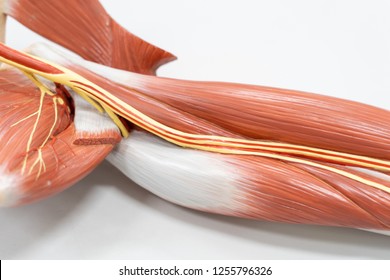 Muscles Of The Arm For Anatomy Education. Human Phisiology.