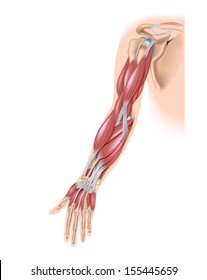 Arm Muscle Anatomy Images, Stock Photos & Vectors | Shutterstock