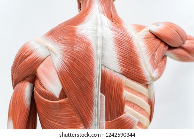 Muscles Of The Back Model For Physiology Education.